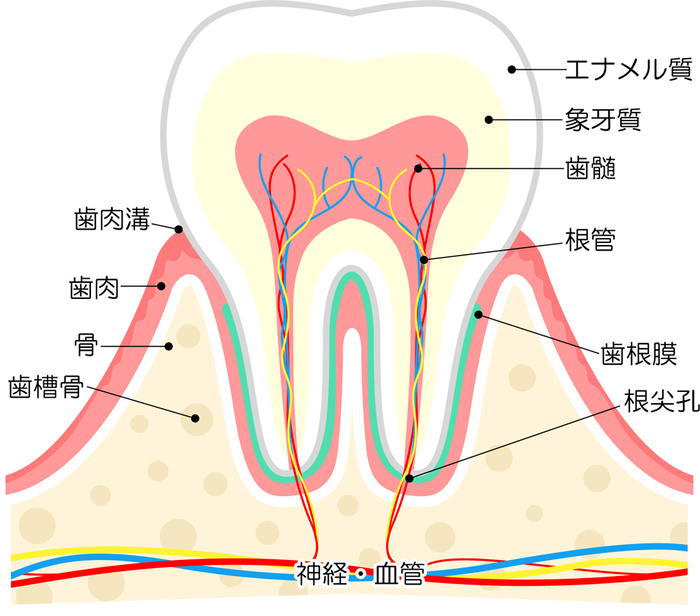 7月1日 大野歯科ブログ